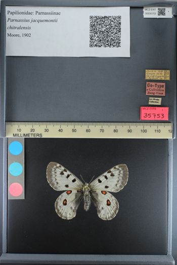 Media type: image;   Entomology 35753